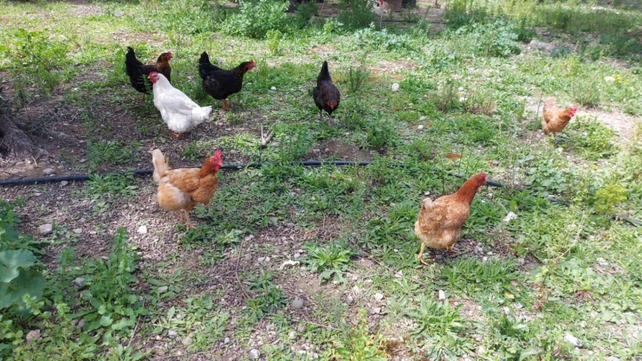 Agritourism Cottage Near Sitia Exteriör bild